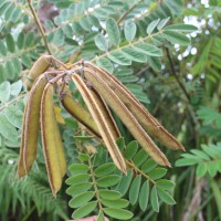 Tephrosia vogelii Hook.f.